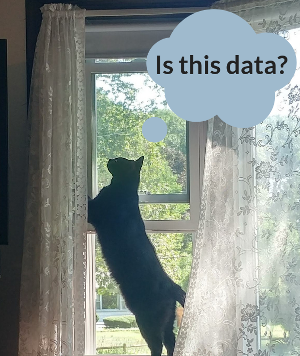 black cat stretching up on a window and looking outside with a thought bubble that says 'is this data?'