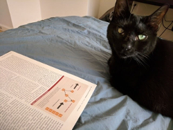 Extremely cute lack cat in front of an open magazine, seemingly reading it